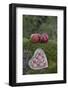 Apples, Two, Heart, Tree Trunk, Moss-Andrea Haase-Framed Photographic Print