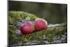 Apples, Two, Trunk, Moss-Andrea Haase-Mounted Photographic Print