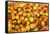 Apples-Buddy Mays-Framed Stretched Canvas