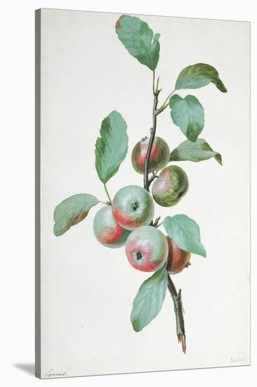 Apples-Pierre-Joseph Redouté-Stretched Canvas