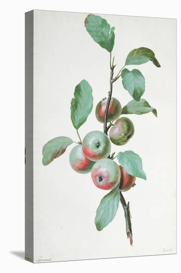 Apples-Pierre-Joseph Redouté-Stretched Canvas