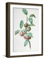 Apples-Pierre-Joseph Redouté-Framed Giclee Print