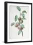 Apples-Pierre-Joseph Redouté-Framed Giclee Print