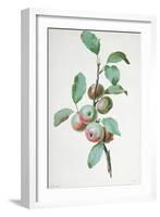 Apples-Pierre-Joseph Redouté-Framed Giclee Print