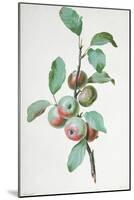 Apples-Pierre-Joseph Redouté-Mounted Giclee Print