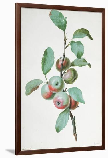 Apples-Pierre-Joseph Redouté-Framed Giclee Print