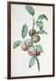 Apples-Pierre-Joseph Redouté-Framed Giclee Print