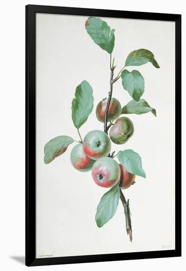 Apples-Pierre-Joseph Redouté-Framed Giclee Print