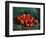 Apples-Vincent van Gogh-Framed Giclee Print