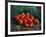 Apples-Vincent van Gogh-Framed Giclee Print