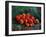 Apples-Vincent van Gogh-Framed Premium Giclee Print