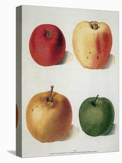 Apples-George Brookshaw-Stretched Canvas