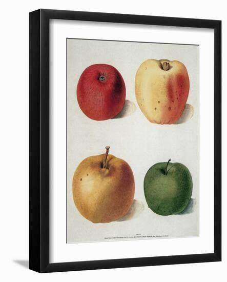 Apples-George Brookshaw-Framed Giclee Print