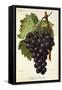 Appley Towers Grape-A. Kreyder-Framed Stretched Canvas