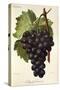 Appley Towers Grape-A. Kreyder-Stretched Canvas
