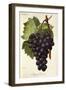 Appley Towers Grape-A. Kreyder-Framed Giclee Print