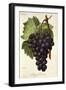 Appley Towers Grape-A. Kreyder-Framed Giclee Print