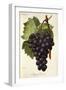 Appley Towers Grape-A. Kreyder-Framed Giclee Print