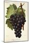 Appley Towers Grape-A. Kreyder-Mounted Giclee Print