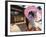 Apprentice Geisha (Maiko), Woman Dressed in Traditional Costume, Kimono, Kyoto, Honshu, Japan-null-Framed Photographic Print