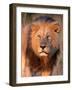 Approaching Lion-Kathy Mansfield-Framed Art Print