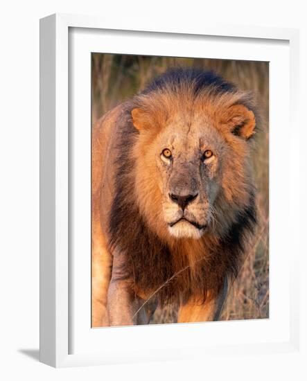 Approaching Lion-Kathy Mansfield-Framed Art Print