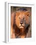 Approaching Lion-Kathy Mansfield-Framed Art Print