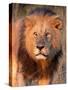 Approaching Lion-Kathy Mansfield-Stretched Canvas