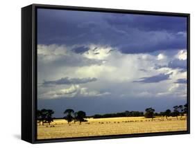 Approaching Storm, near Geelong, Victoria, Australia-David Wall-Framed Stretched Canvas