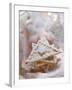 Apricot and Ginger Triangle-Eising Studio - Food Photo and Video-Framed Photographic Print