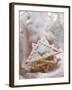 Apricot and Ginger Triangle-Eising Studio - Food Photo and Video-Framed Photographic Print