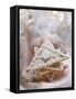 Apricot and Ginger Triangle-Eising Studio - Food Photo and Video-Framed Stretched Canvas