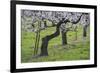 Apricot Blossom, Austria-Rainer Mirau-Framed Photographic Print