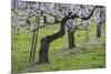 Apricot Blossom, Austria-Rainer Mirau-Mounted Photographic Print