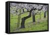 Apricot Blossom, Austria-Rainer Mirau-Framed Stretched Canvas