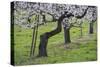 Apricot Blossom, Austria-Rainer Mirau-Stretched Canvas