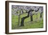 Apricot Blossom, Austria-Rainer Mirau-Framed Photographic Print