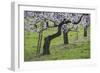 Apricot Blossom, Austria-Rainer Mirau-Framed Photographic Print