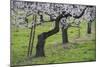 Apricot Blossom, Austria-Rainer Mirau-Mounted Photographic Print