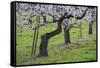 Apricot Blossom, Austria-Rainer Mirau-Framed Stretched Canvas