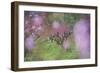 Apricot Blossom, Austria-Rainer Mirau-Framed Photographic Print