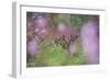 Apricot Blossom, Austria-Rainer Mirau-Framed Photographic Print