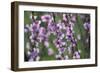 Apricot Blossom, Austria-Rainer Mirau-Framed Photographic Print