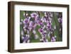 Apricot Blossom, Austria-Rainer Mirau-Framed Photographic Print