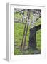 Apricot Blossom, Austria-Rainer Mirau-Framed Photographic Print