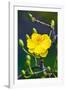 Apricot Flower-Nhiem Hoang The-Framed Giclee Print