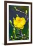 Apricot Flower-Nhiem Hoang The-Framed Giclee Print