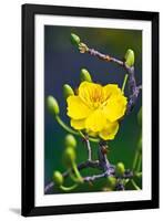 Apricot Flower-Nhiem Hoang The-Framed Giclee Print