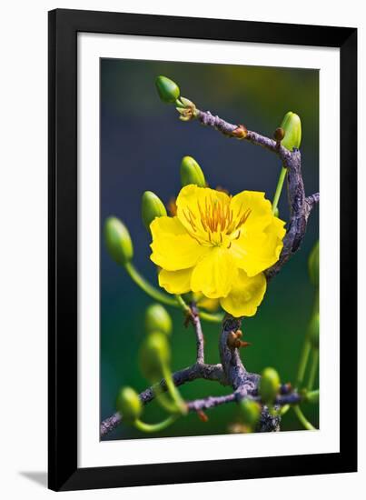 Apricot Flower-Nhiem Hoang The-Framed Giclee Print