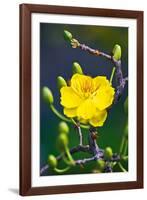 Apricot Flower-Nhiem Hoang The-Framed Giclee Print